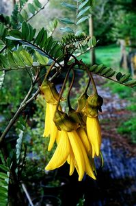 Sophora chathamica